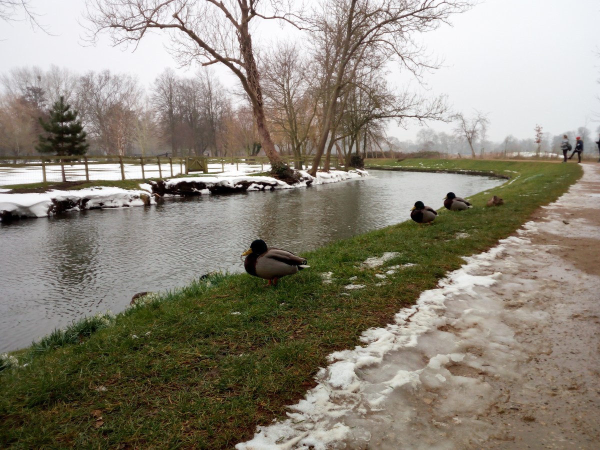 Christ Church Meadow - Oxford