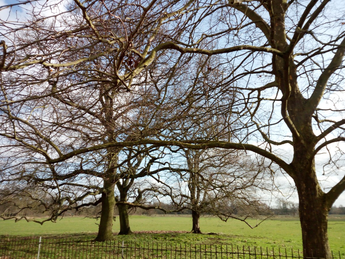 Christ Church Meadow - Oxford