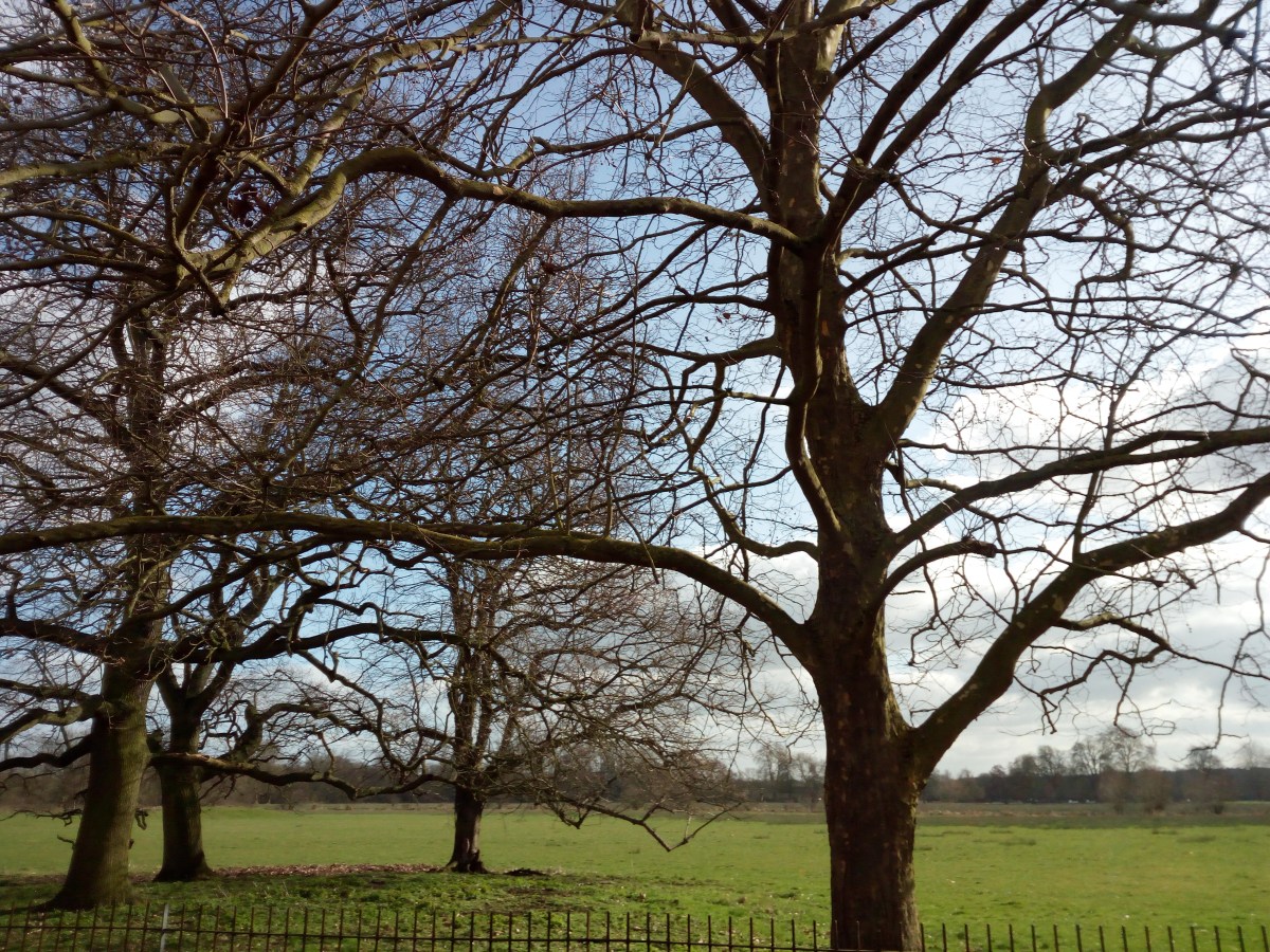 Christ Church Meadow - Oxford