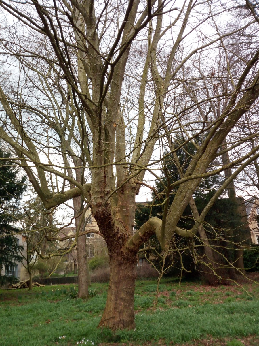 University Parks - Oxford
