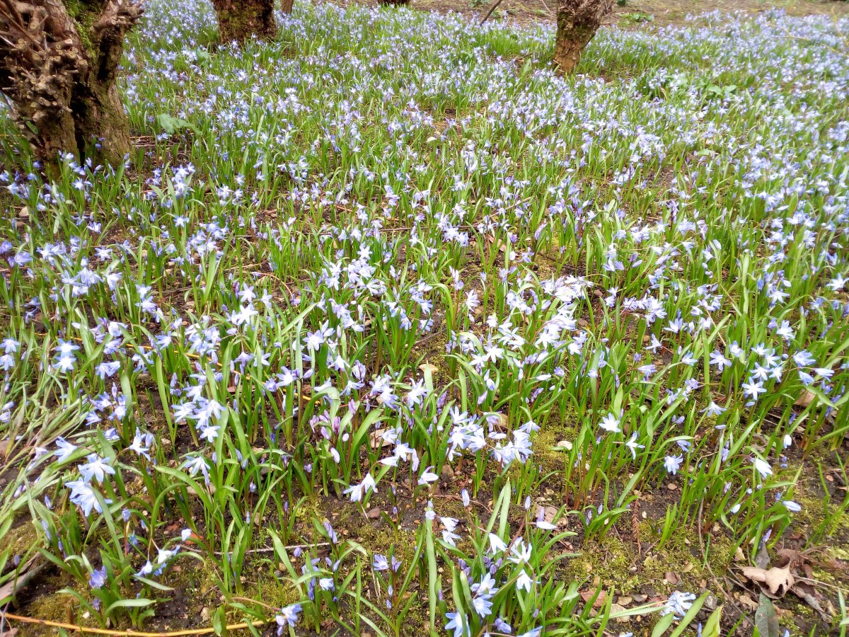 University Parks - Oxford