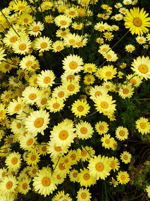 Lyme Park - Pemberley - garden - giardino